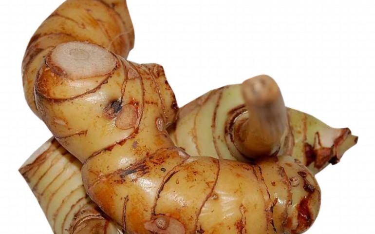 galanga